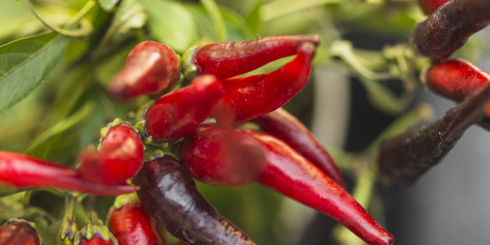 Jak pěstovat chilli papričky